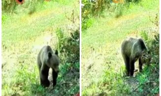 Alerta de URS în Cluj. Animalul a fost surprins de o cameră de supraveghere