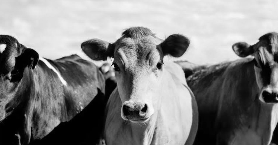 Panică într-o comună din Cluj: un animal sălbatic a atacat o cireadă de bovine. Primar: "A provocat pagube însemnate"