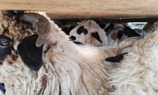 Alertă ANSVSA: Transport ilegal de ovine, interceptat / EUTANASIERE pentru toate animalele fără origine cunoscută