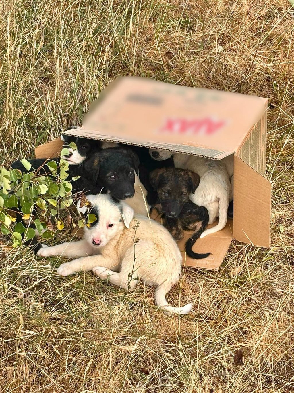 8 cățeluși abandonați pe câmp, într-o localitate din Cluj / Poliția cercetează faptele după ce doi tineri au sunat la 112