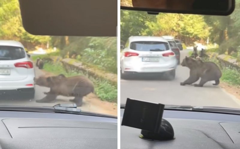Imagini incredibile în trafic: o ursoaică a „atacat” o mașină cu numere de Cluj. A prins bara cu dinții și a smuls-o