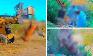 Caz revoltător în Cluj: un porc mort a fost aruncat într-o baltă. Autoritățile au intervenit de urgență