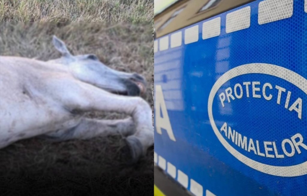 Anchetă penală în Cluj după imaginile cu un cal lovit în timp ce zăcea la pământ. Ce spun polițiștii