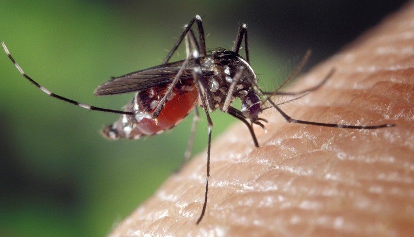 Încă un caz cu West Nile în Cluj/ A mai murit o persoană confirmată cu virusul