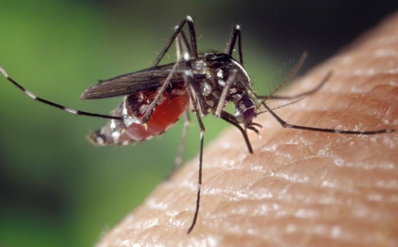 Încă un caz cu West Nile în Cluj/ A mai murit o persoană confirmată cu virusul