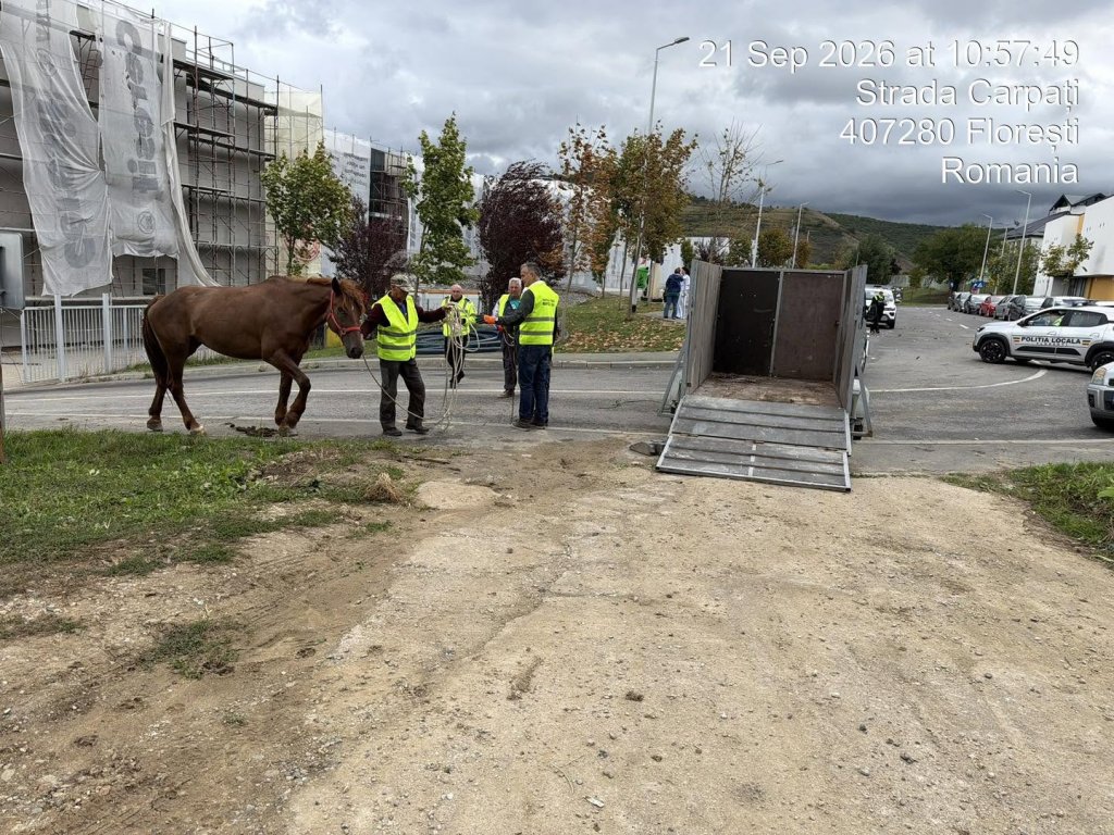 Cal lăsat liber pe străzile din Florești, ridicat de Poliția Locală. Pivariu: „Astfel de situații nu vor fi tolerate”