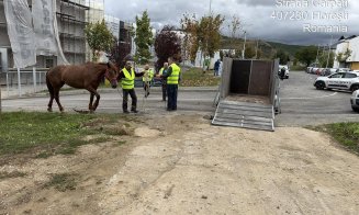 Cal lăsat liber pe străzile din Florești, ridicat de Poliția Locală. Pivariu: „Astfel de situații nu vor fi tolerate”