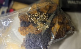 Descoperire șocantă în Cluj: plantații de canabis, ciuperci halucinogene și arme. Patru bărbați au fost arestați