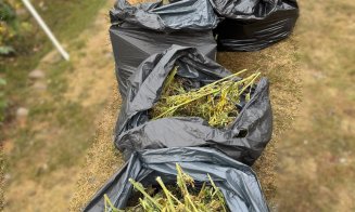 Descoperire șocantă în Cluj: plantații de canabis, ciuperci halucinogene și arme. Patru bărbați au fost arestați