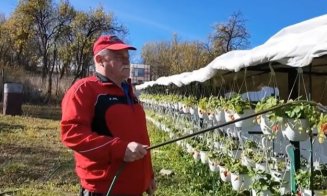 O idee de 2.000 de lei s-a transformat într-o grădină neobișnuită, în Cluj. Cultivă sute de ghivece cu căpșuni, chiar și în octombrie