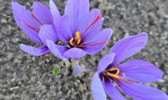 Toamna ascunde o comoară la Grădina Botanică din Cluj. Șofranul, cel mai scump condiment din lume