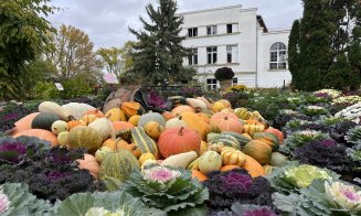 Toamna ascunde o comoară la Grădina Botanică din Cluj. Șofranul, cel mai scump condiment din lume